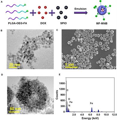 Tumor Targeted Multifunctional Magnetic Nanobubbles for MR/US Dual Imaging and Focused Ultrasound Triggered Drug Delivery